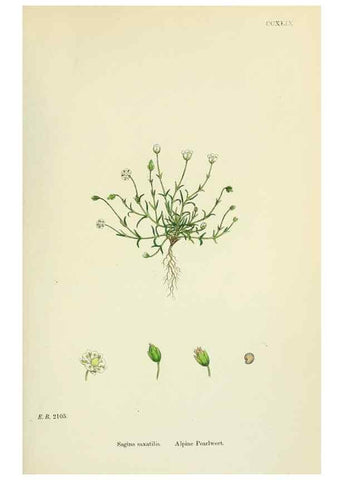 Reproducción/Reproduction 48754914388: English botany, or, Coloured figures of British plants /. London :R. Hardwicke,1863-1886.. 