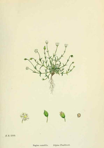 Reproducción/Reproduction 48754914388: English botany, or, Coloured figures of British plants /. London :R. Hardwicke,1863-1886.. 