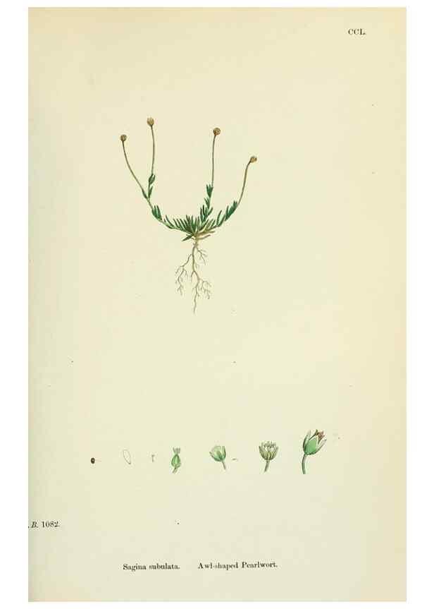 Reproducción/Reproduction 48755235561: English botany, or, Coloured figures of British plants /. London :R. Hardwicke,1863-1886.. 