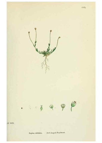 Reproducción/Reproduction 48755235561: English botany, or, Coloured figures of British plants /. London :R. Hardwicke,1863-1886.. 