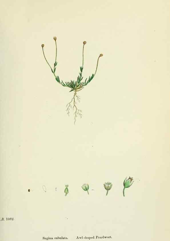 Reproducción/Reproduction 48755235561: English botany, or, Coloured figures of British plants /. London :R. Hardwicke,1863-1886.. 