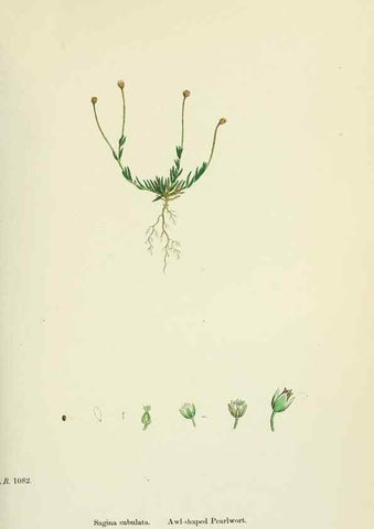 Reproducción/Reproduction 48755235561: English botany, or, Coloured figures of British plants /. London :R. Hardwicke,1863-1886.. 