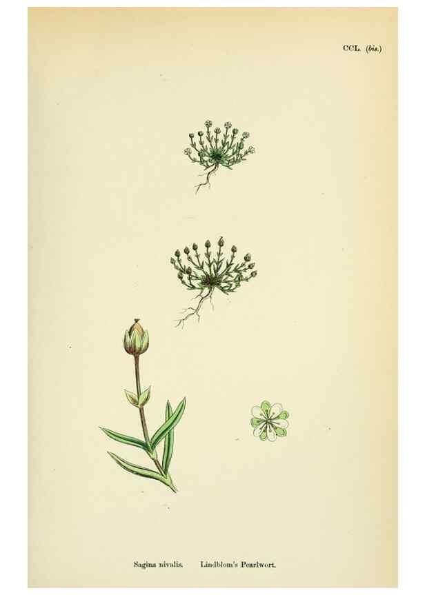 Reproducción/Reproduction 48754914878: English botany, or, Coloured figures of British plants /. London :R. Hardwicke,1863-1886.. 