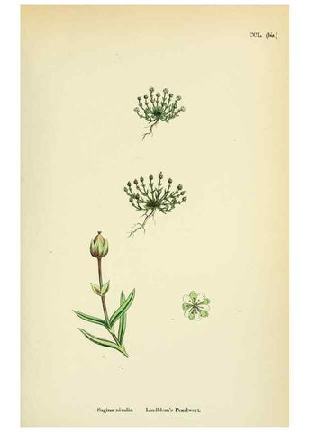 Reproducción/Reproduction 48754914878: English botany, or, Coloured figures of British plants /. London :R. Hardwicke,1863-1886.. 