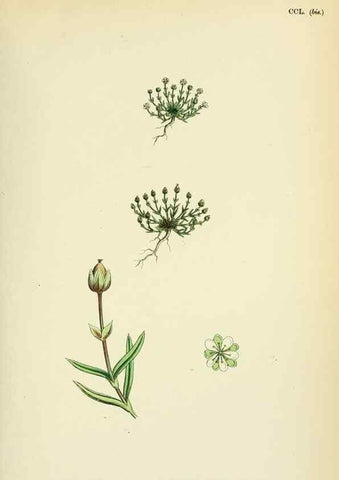 Reproducción/Reproduction 48754914878: English botany, or, Coloured figures of British plants /. London :R. Hardwicke,1863-1886.. 