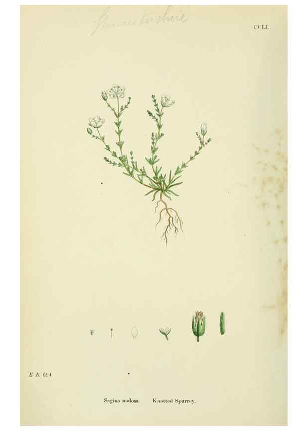 Reproducción/Reproduction 48755430962: English botany, or, Coloured figures of British plants /. London :R. Hardwicke,1863-1886.. 