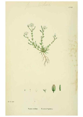 Reproducción/Reproduction 48755430962: English botany, or, Coloured figures of British plants /. London :R. Hardwicke,1863-1886.. 