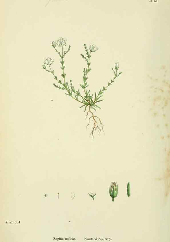 Reproducción/Reproduction 48755430962: English botany, or, Coloured figures of British plants /. London :R. Hardwicke,1863-1886.. 