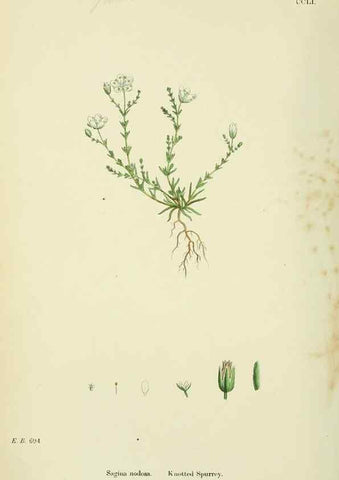 Reproducción/Reproduction 48755430962: English botany, or, Coloured figures of British plants /. London :R. Hardwicke,1863-1886.. 