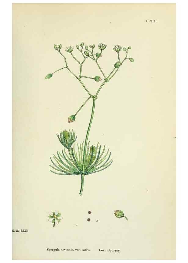 Reproducción/Reproduction 48755431312: English botany, or, Coloured figures of British plants /. London :R. Hardwicke,1863-1886.. 