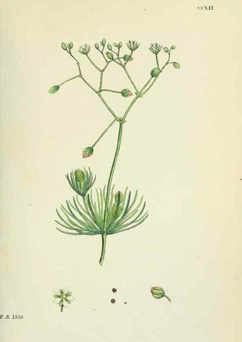 Reproducción/Reproduction 48755431312: English botany, or, Coloured figures of British plants /. London :R. Hardwicke,1863-1886.. 