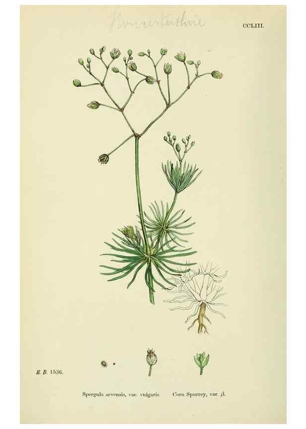 Reproducción/Reproduction 48755236806: English botany, or, Coloured figures of British plants /. London :R. Hardwicke,1863-1886.. 