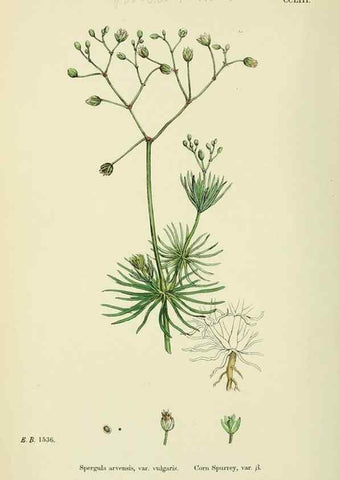 Reproducción/Reproduction 48755236806: English botany, or, Coloured figures of British plants /. London :R. Hardwicke,1863-1886.. 
