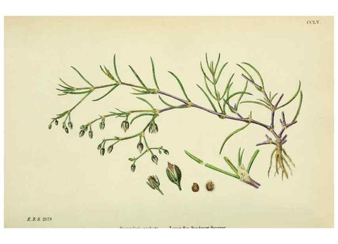 Reproducción/Reproduction 48755431992: English botany, or, Coloured figures of British plants /. London :R. Hardwicke,1863-1886.. 