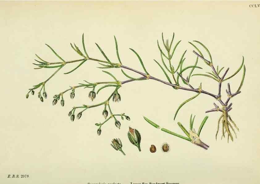 Reproducción/Reproduction 48755431992: English botany, or, Coloured figures of British plants /. London :R. Hardwicke,1863-1886.. 