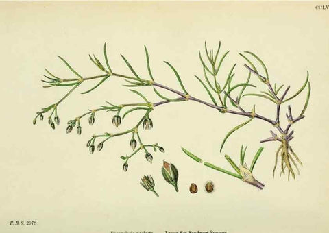 Reproducción/Reproduction 48755431992: English botany, or, Coloured figures of British plants /. London :R. Hardwicke,1863-1886.. 