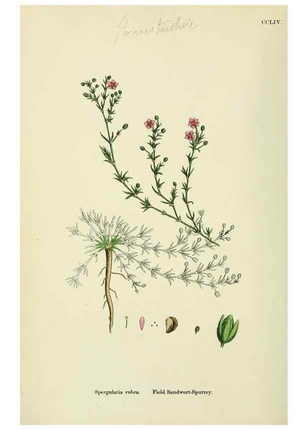 Reproducción/Reproduction 48755237476: English botany, or, Coloured figures of British plants /. London :R. Hardwicke,1863-1886.. 