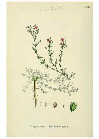 Reproducción/Reproduction 48755237476: English botany, or, Coloured figures of British plants /. London :R. Hardwicke,1863-1886.. 