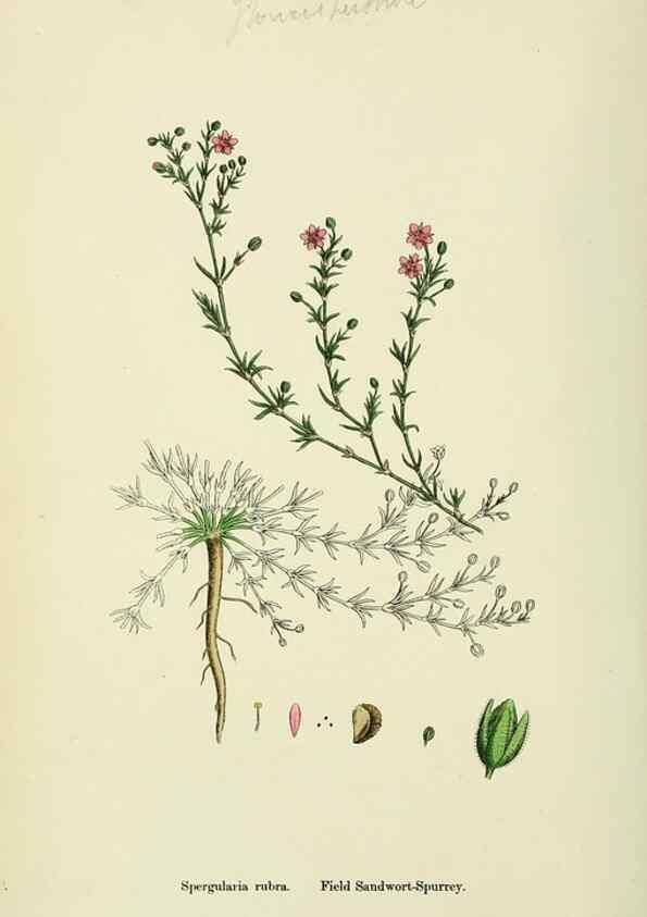 Reproducción/Reproduction 48755237476: English botany, or, Coloured figures of British plants /. London :R. Hardwicke,1863-1886.. 