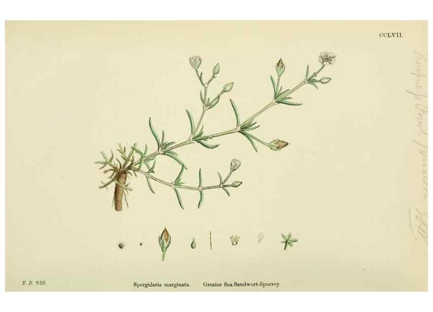Reproducción/Reproduction 48755237861: English botany, or, Coloured figures of British plants /. London :R. Hardwicke,1863-1886.. 