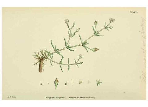 Reproducción/Reproduction 48755237861: English botany, or, Coloured figures of British plants /. London :R. Hardwicke,1863-1886.. 