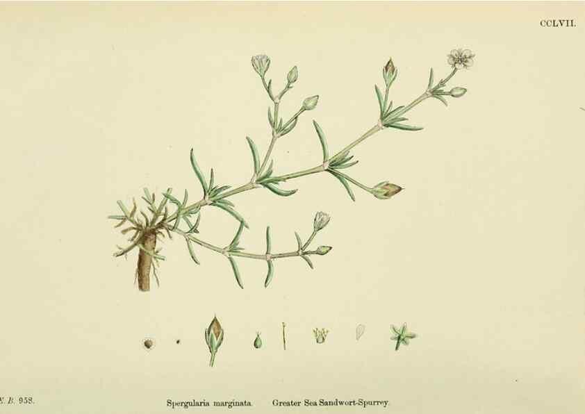 Reproducción/Reproduction 48755237861: English botany, or, Coloured figures of British plants /. London :R. Hardwicke,1863-1886.. 