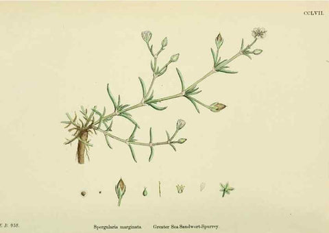 Reproducción/Reproduction 48755237861: English botany, or, Coloured figures of British plants /. London :R. Hardwicke,1863-1886.. 