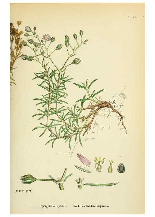 Reproducción/Reproduction 48755433227: English botany, or, Coloured figures of British plants /. London :R. Hardwicke,1863-1886.. 