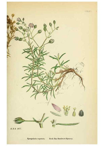 Reproducción/Reproduction 48755433227: English botany, or, Coloured figures of British plants /. London :R. Hardwicke,1863-1886.. 