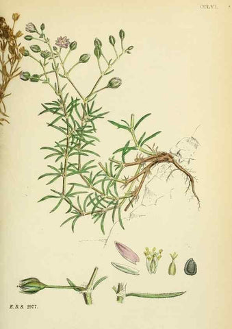 Reproducción/Reproduction 48755433227: English botany, or, Coloured figures of British plants /. London :R. Hardwicke,1863-1886.. 