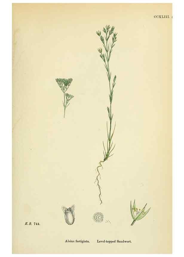 Reproducción/Reproduction 48754912493: English botany, or, Coloured figures of British plants /. London :R. Hardwicke,1863-1886.. 