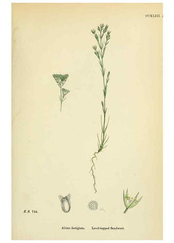 Reproducción/Reproduction 48754912493: English botany, or, Coloured figures of British plants /. London :R. Hardwicke,1863-1886.. 