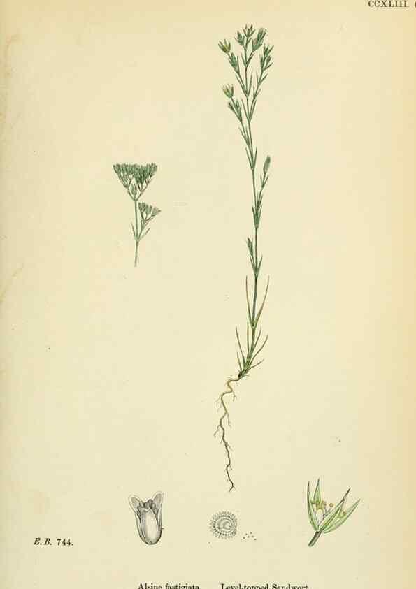 Reproducción/Reproduction 48754912493: English botany, or, Coloured figures of British plants /. London :R. Hardwicke,1863-1886.. 
