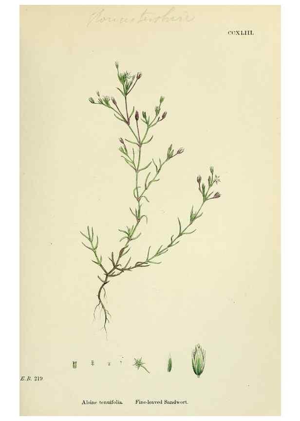 Reproducción/Reproduction 48755233051: English botany, or, Coloured figures of British plants /. London :R. Hardwicke,1863-1886.. 