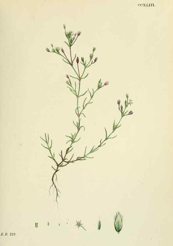 Reproducción/Reproduction 48755233051: English botany, or, Coloured figures of British plants /. London :R. Hardwicke,1863-1886.. 