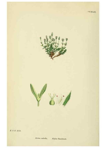 Reproducción/Reproduction 48754911923: English botany, or, Coloured figures of British plants /. London :R. Hardwicke,1863-1886.. 