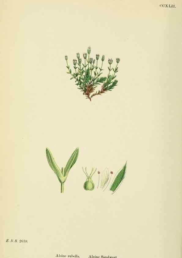 Reproducción/Reproduction 48754911923: English botany, or, Coloured figures of British plants /. London :R. Hardwicke,1863-1886.. 