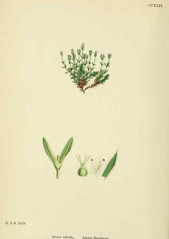 Reproducción/Reproduction 48754911923: English botany, or, Coloured figures of British plants /. London :R. Hardwicke,1863-1886.. 