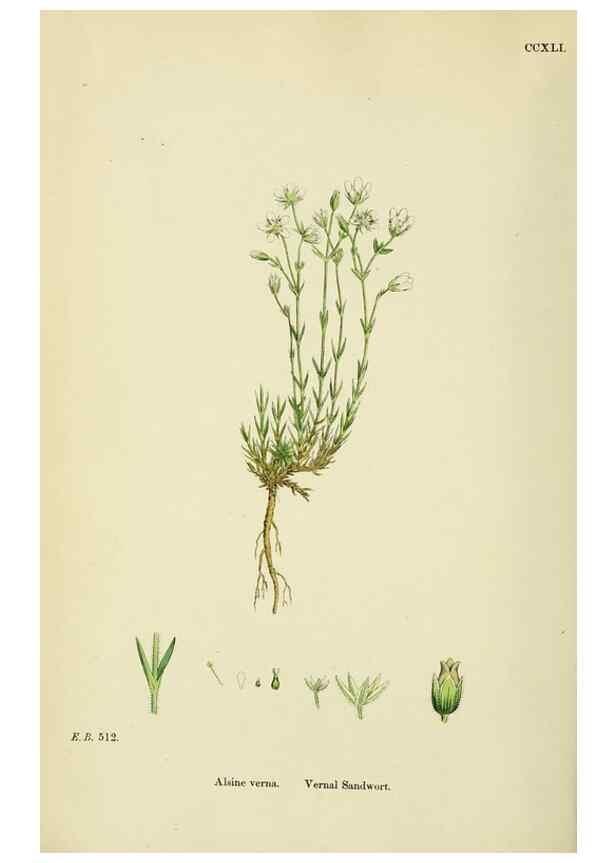 Reproducción/Reproduction 48754911648: English botany, or, Coloured figures of British plants /. London :R. Hardwicke,1863-1886.. 