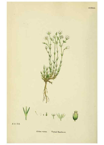 Reproducción/Reproduction 48754911648: English botany, or, Coloured figures of British plants /. London :R. Hardwicke,1863-1886.. 