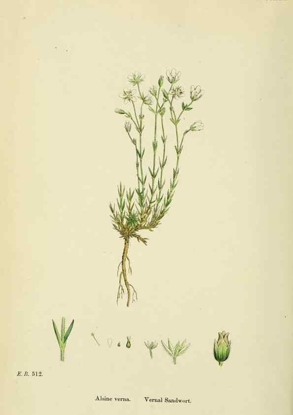 Reproducción/Reproduction 48754911648: English botany, or, Coloured figures of British plants /. London :R. Hardwicke,1863-1886.. 