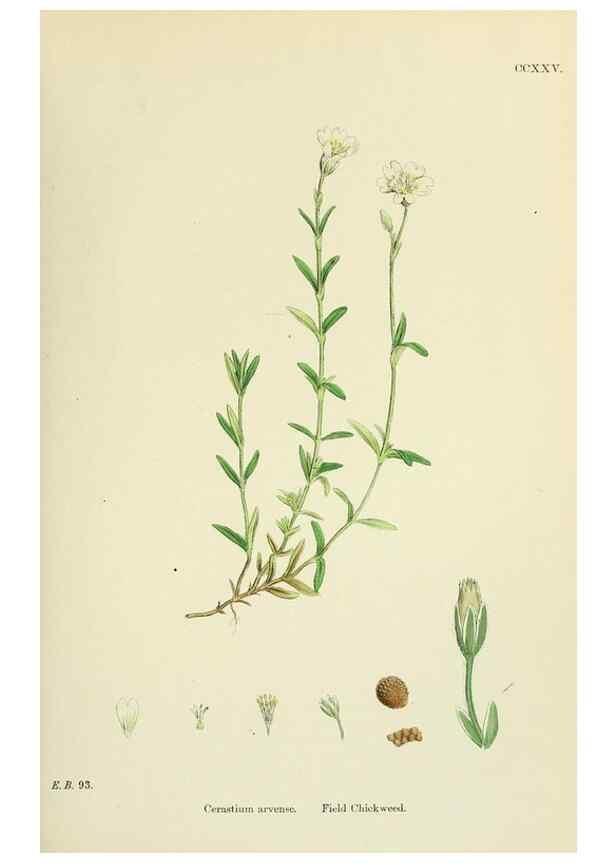 Reproducción/Reproduction 48755216481: English botany, or, Coloured figures of British plants /. London :R. Hardwicke,1863-1886.. 