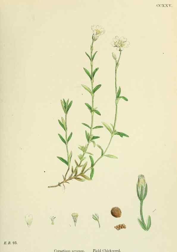 Reproducción/Reproduction 48755216481: English botany, or, Coloured figures of British plants /. London :R. Hardwicke,1863-1886.. 