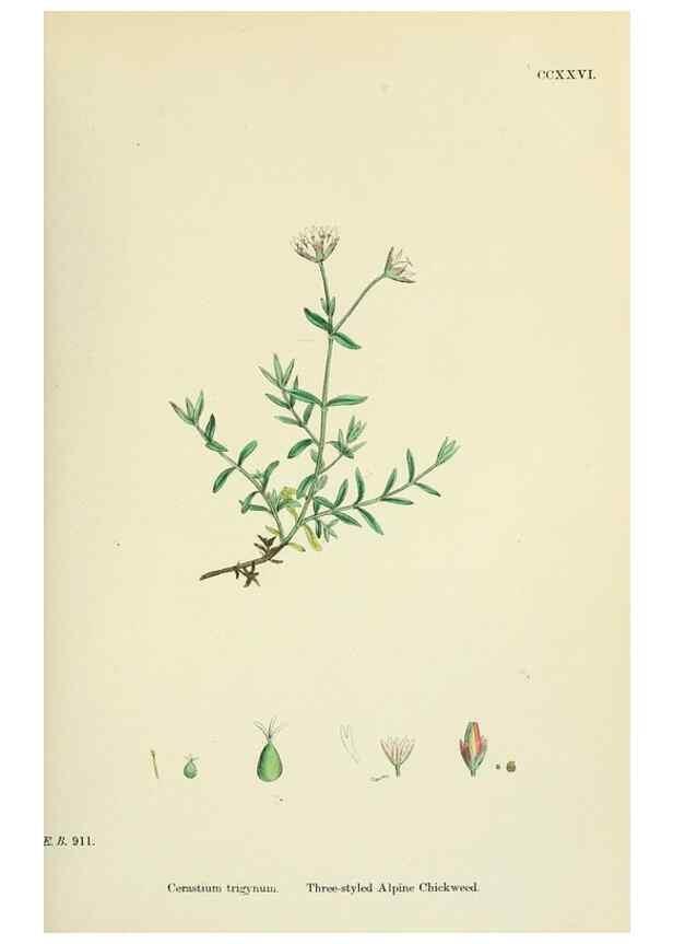 Reproducción/Reproduction 48755411527: English botany, or, Coloured figures of British plants /. London :R. Hardwicke,1863-1886.. 