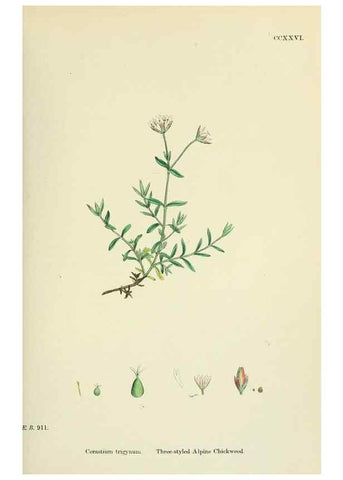 Reproducción/Reproduction 48755411527: English botany, or, Coloured figures of British plants /. London :R. Hardwicke,1863-1886.. 