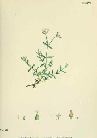 Reproducción/Reproduction 48755411527: English botany, or, Coloured figures of British plants /. London :R. Hardwicke,1863-1886.. 