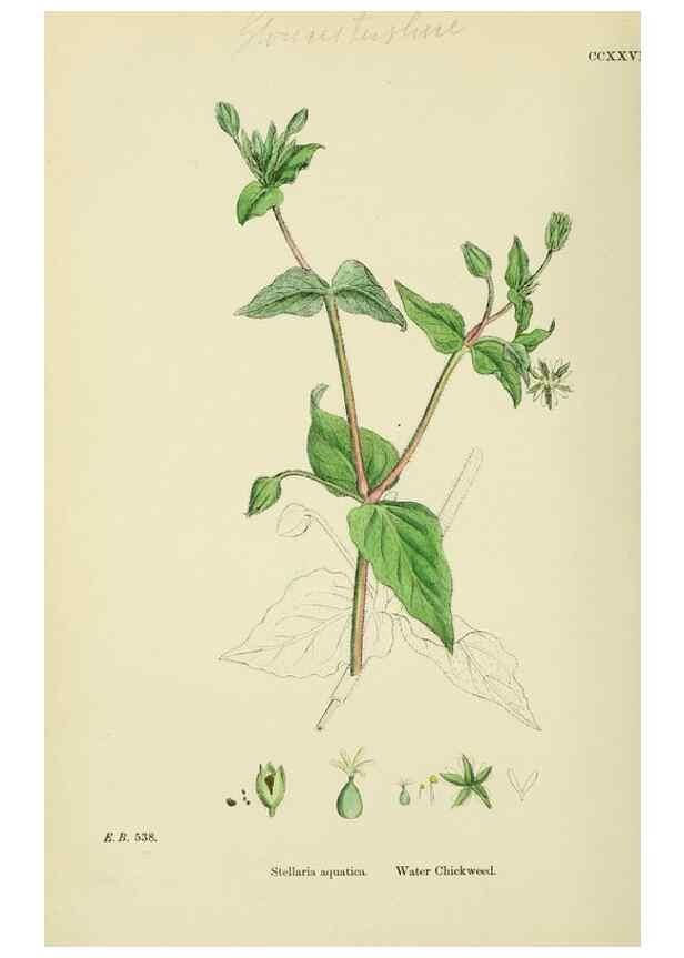Reproducción/Reproduction 48754895728: English botany, or, Coloured figures of British plants /. London :R. Hardwicke,1863-1886.. 