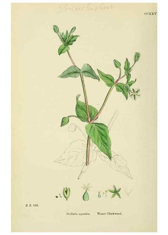 Reproducción/Reproduction 48754895728: English botany, or, Coloured figures of British plants /. London :R. Hardwicke,1863-1886.. 