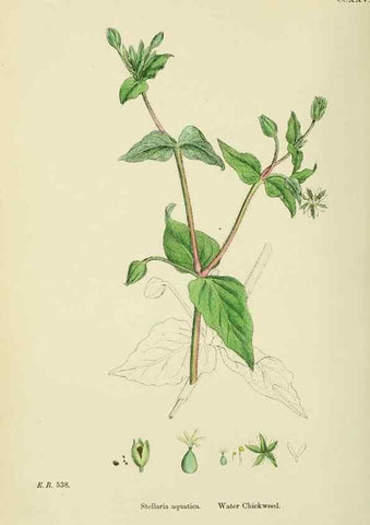 Reproducción/Reproduction 48754895728: English botany, or, Coloured figures of British plants /. London :R. Hardwicke,1863-1886.. 