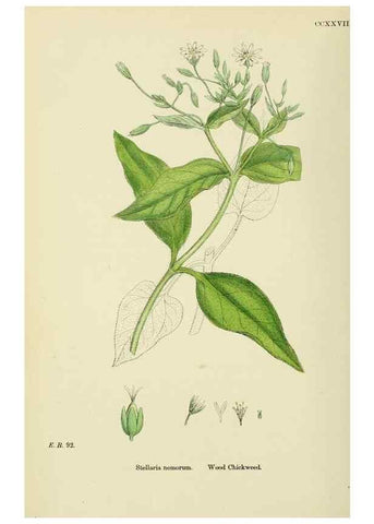 Reproducción/Reproduction 48754896028: English botany, or, Coloured figures of British plants /. London :R. Hardwicke,1863-1886.. 